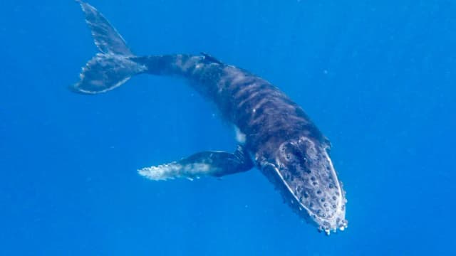 Watch & Swim with the Whales (3-Day Special)