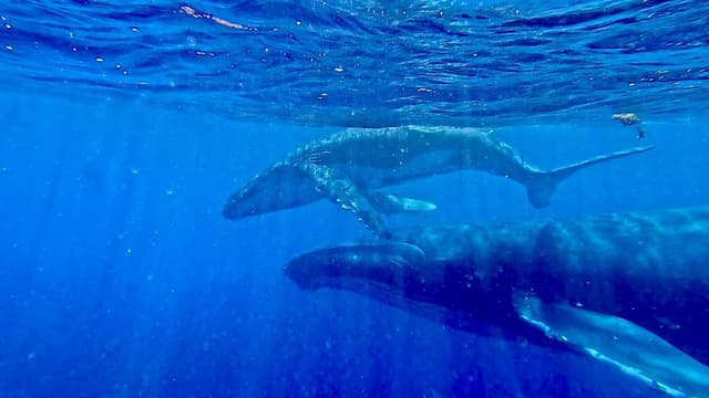Swimming with Whales in Tongatapu