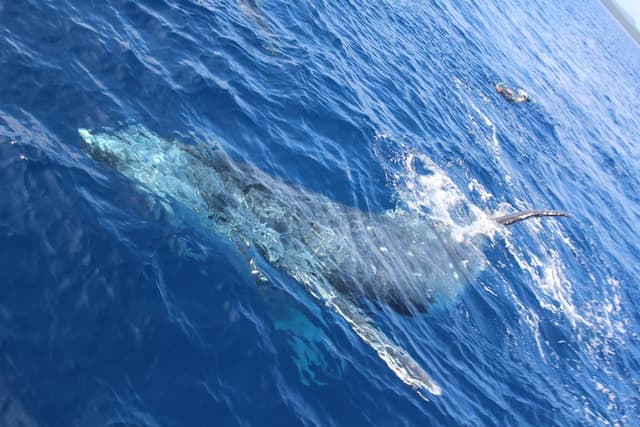 Whale Swim Vava'u Tonga