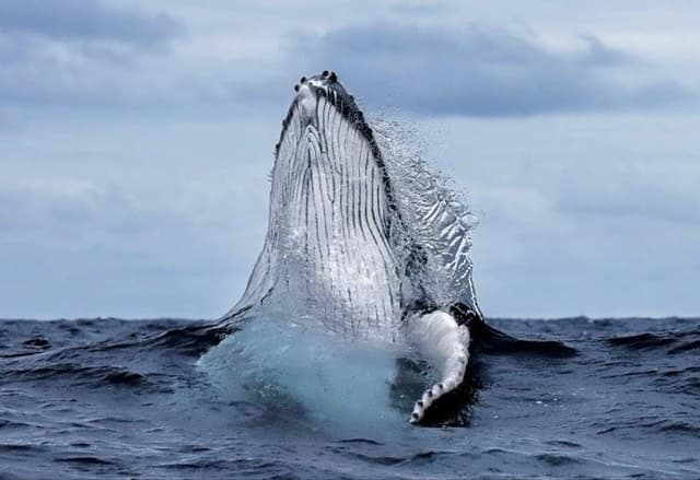 Whale Swim Vava'u Tonga (Private Charter)